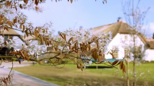 lente buiten op de Veluwe: krent in bloei