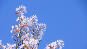 lente buiten op de Veluwe: krent in bloei