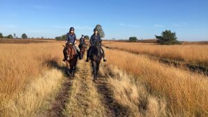 buitenrijden_veluwe_herfstritte_paard