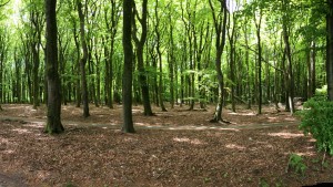 buitenzijden Veluwe bosrit te paard vakantiehuis