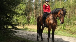 met paard op vakantie Veluwe