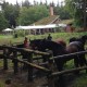 buitenrit vanaf Vierhouten pannekoeken restaurant De Ossenstal