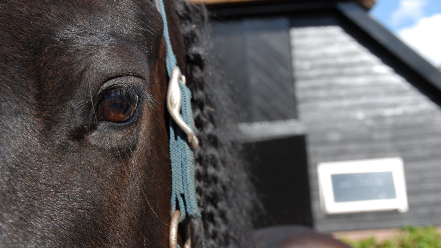 Fries paard buitenvakantie Veluwe