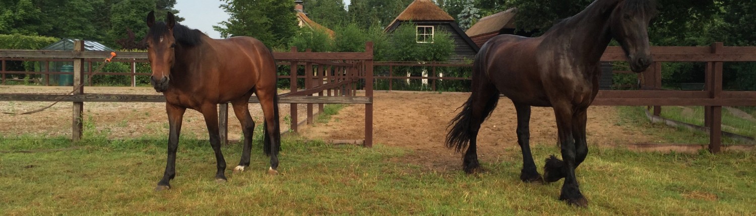 paardenwei vakantie met paarden Veluwe Nederland