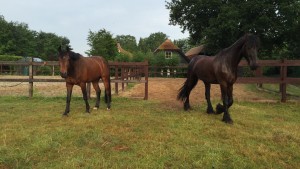 paardenwei vakantie met paarden Veluwe Nederland
