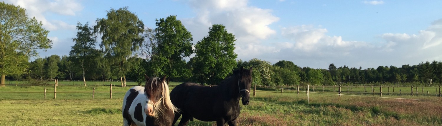 paardenvakantie Vierhouten Veluwe