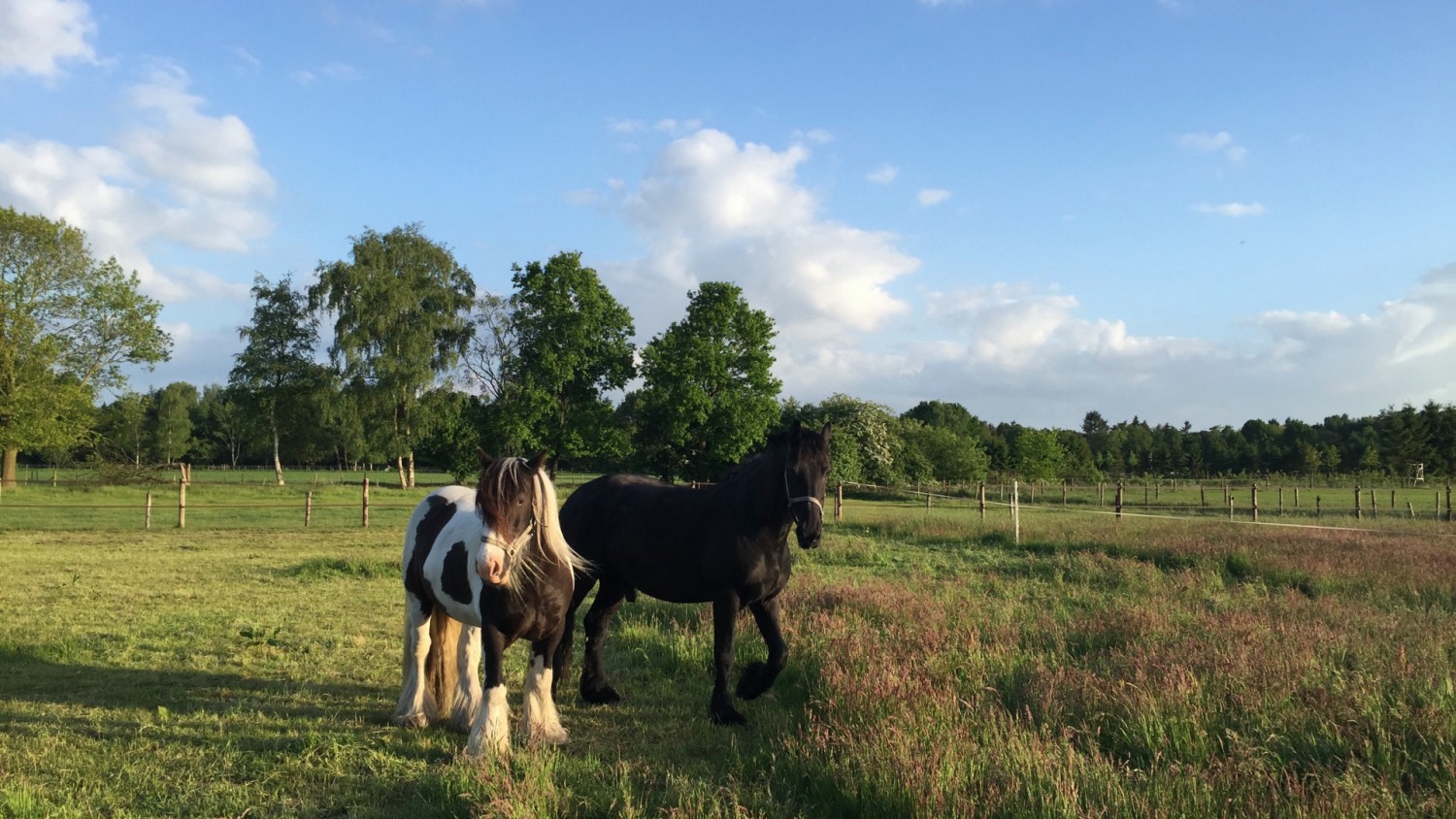 paardenvakantie Vierhouten Veluwe