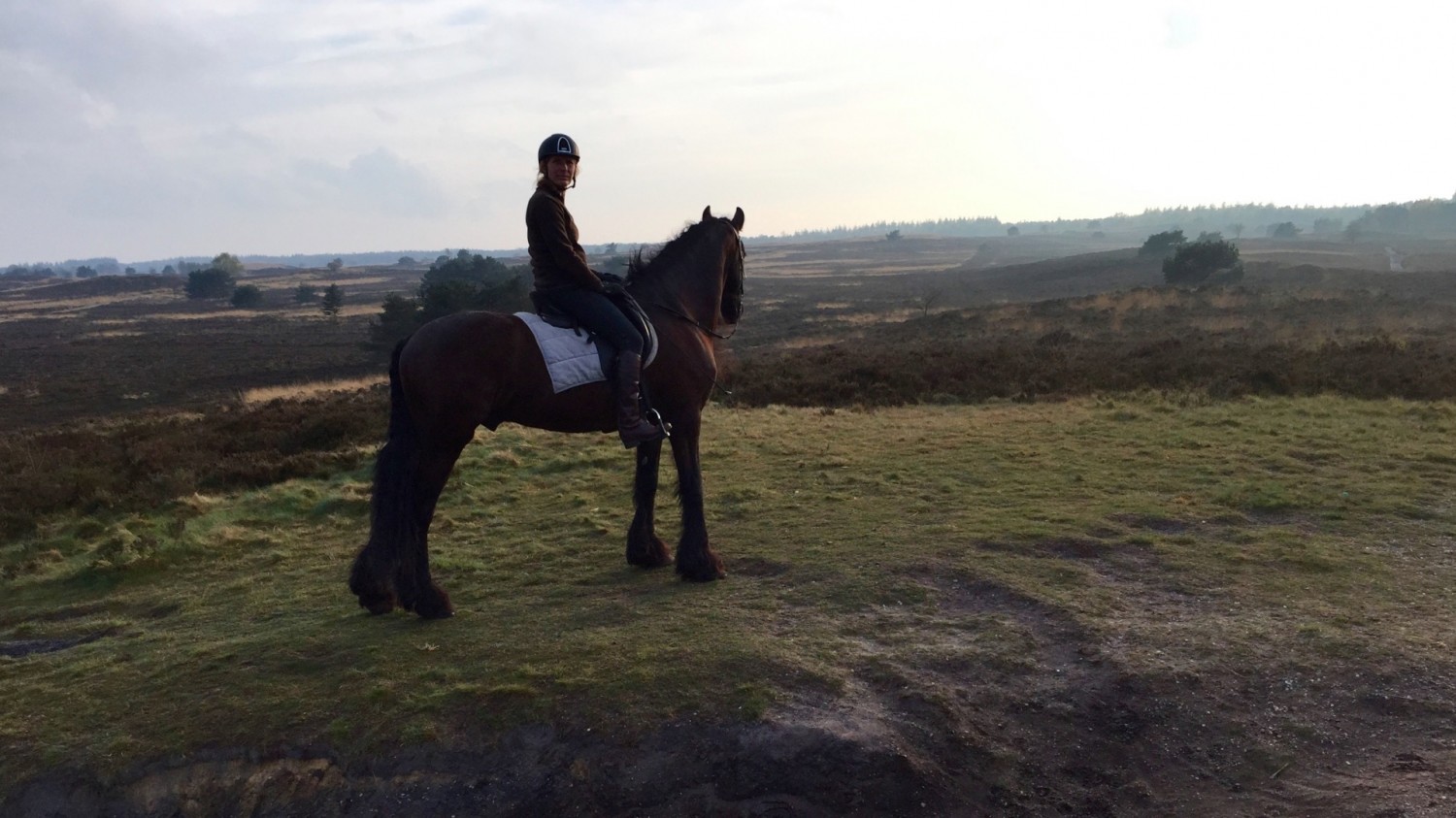 buitenzijden paard en pony vanuit vakantiewoning