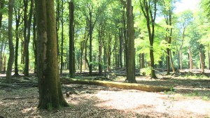 Veluwetrail paarrijden, Loofbos vakantiehuis Vierhouten buitenrit