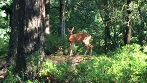 wildrijke met paard Veluwe