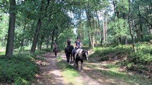 buitenrit met paard en hond Vierhouten