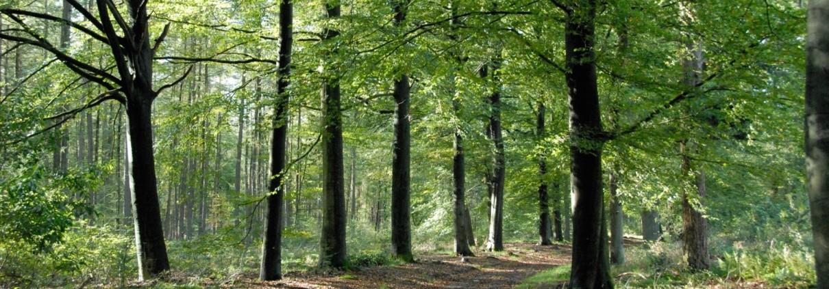 buitenrijden op de Veluwe