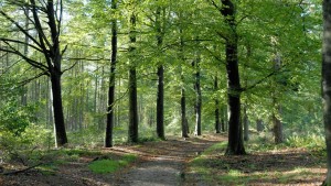 buitenrijden op de Veluwe