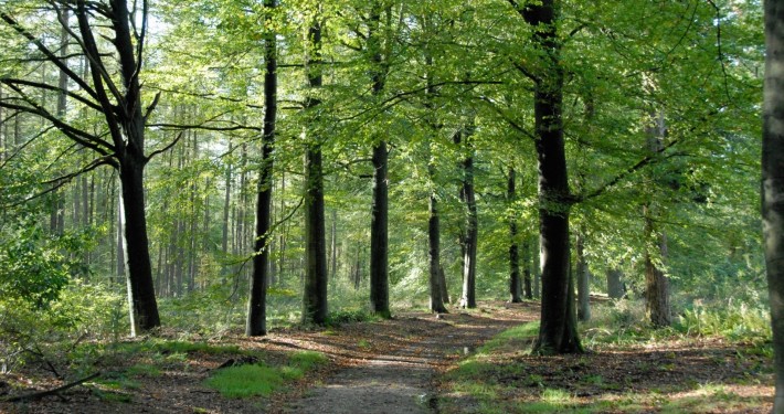 buitenrijden op de Veluwe