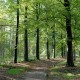 buitenrijden op de Veluwe