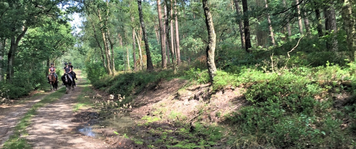 buitenzijden Veluwe pony rijden vakantie