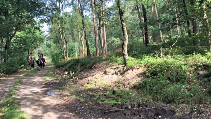 buitenzijden Veluwe pony rijden vakantie