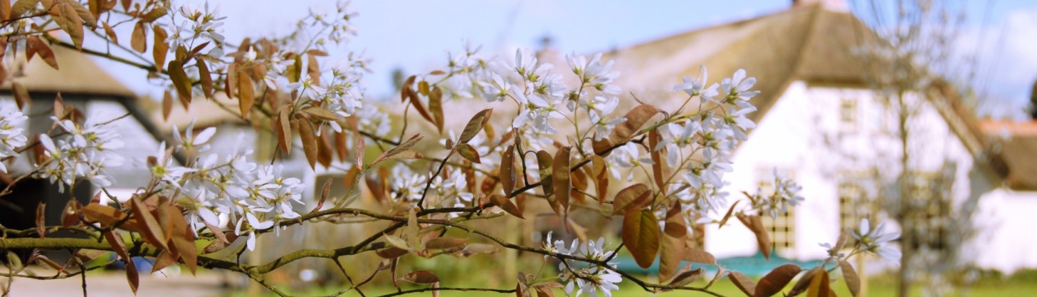 lente buiten op de Veluwe: krent in bloei