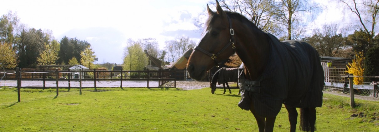 De paarden hebben er zin in