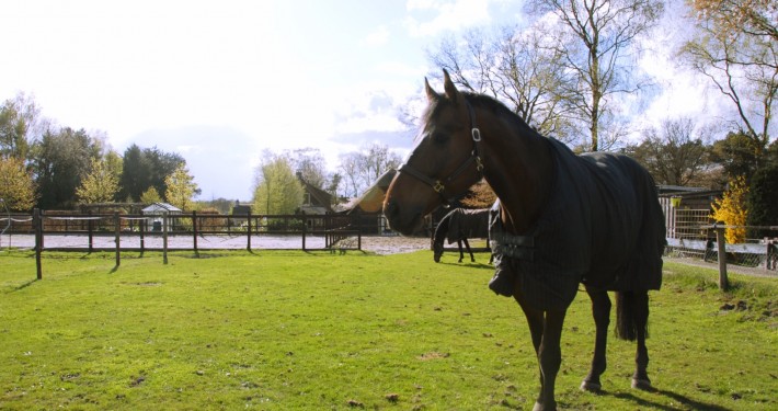 De paarden hebben er zin in