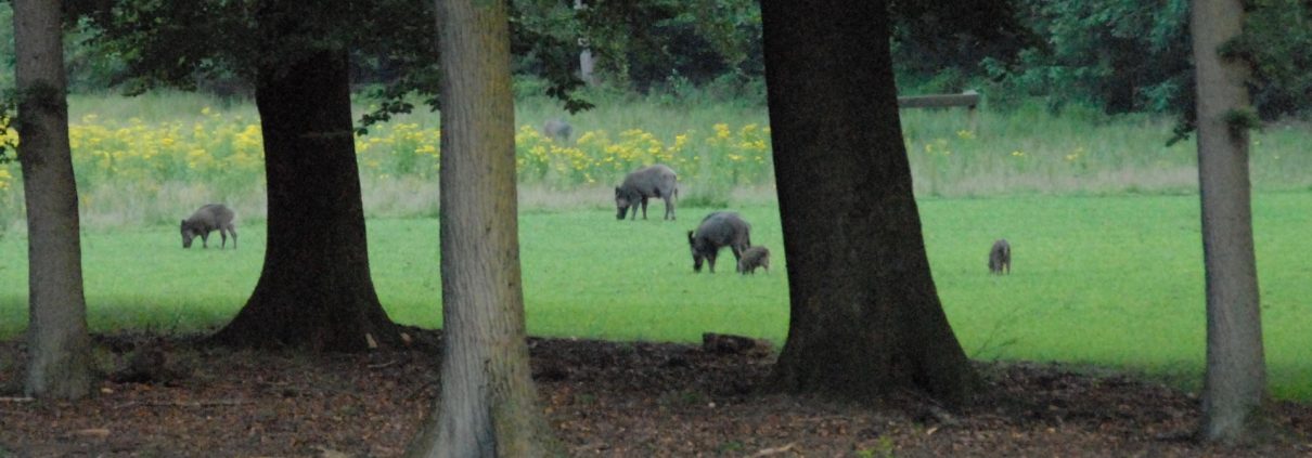 vakantiehuisje in bos met wild en boswachter