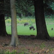 vakantiehuisje in bos met wild en boswachter