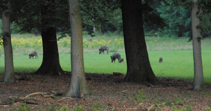 vakantiehuisje in bos met wild en boswachter