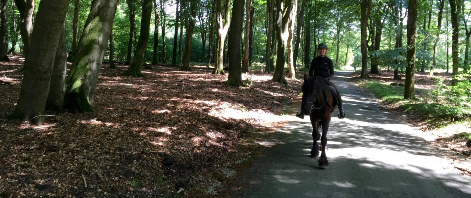 buitenrit Veluwe Elspeet Vierhouten